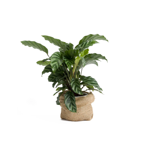 Sensevieria Trifasciata