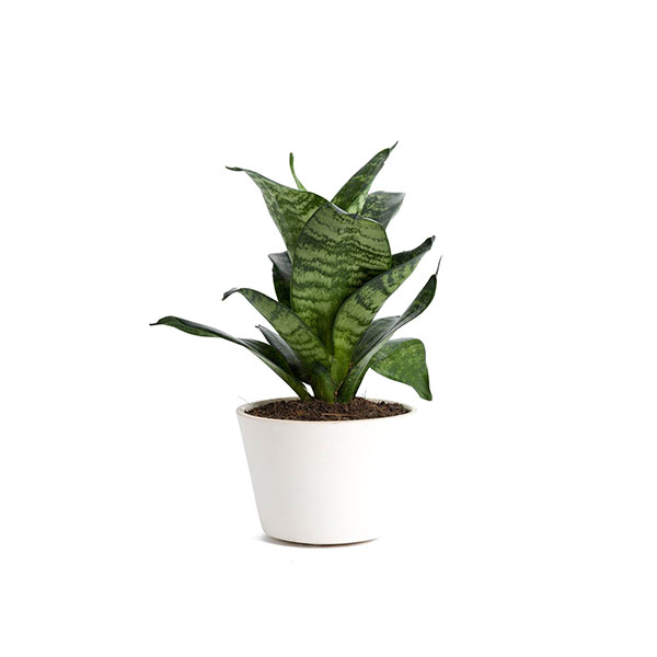 Queen Aglaonema