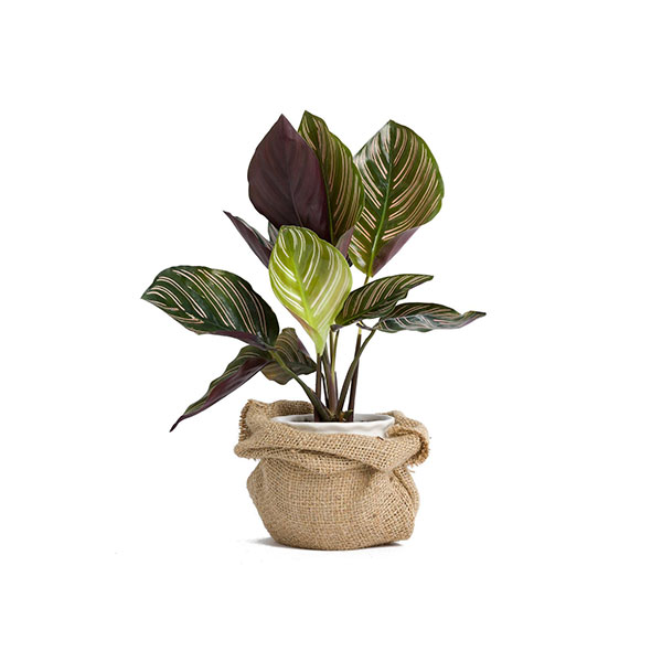 Iron Plant Quadro - Image 3