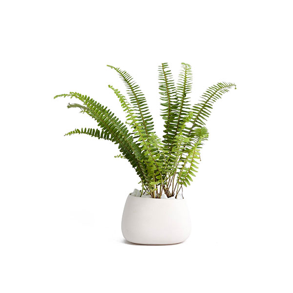 Dragon Tree Plant - Image 4