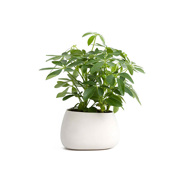 Dragon Tree Plant - Image 3